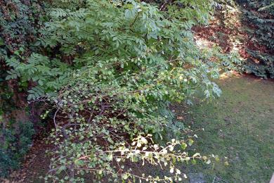 Εκάλη, Μεζονέτα, Πώληση, 1232 τ.μ